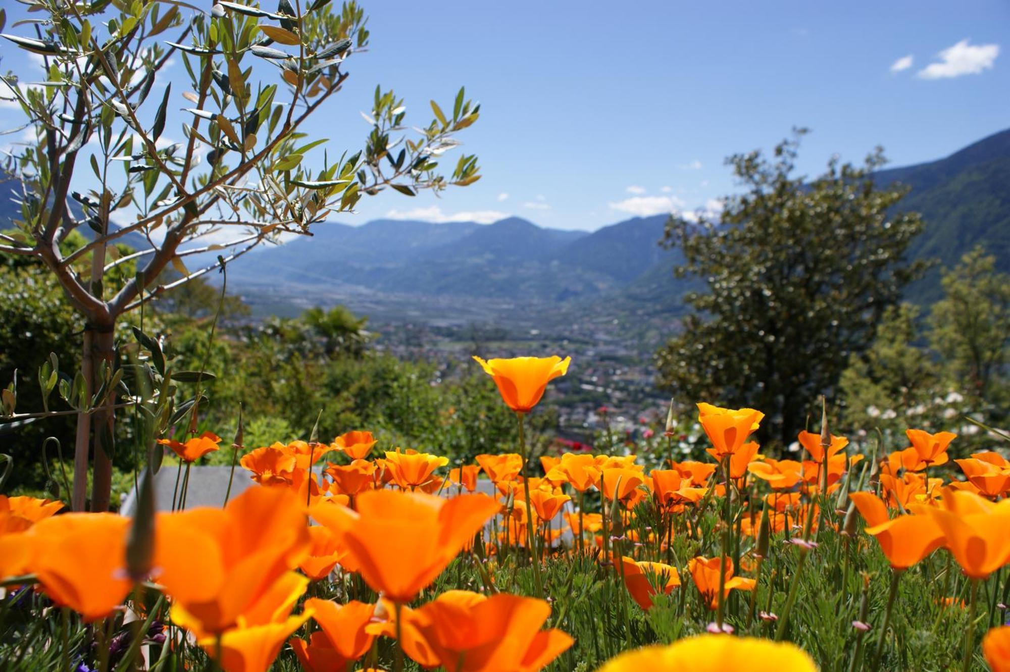 Marini's Giardino